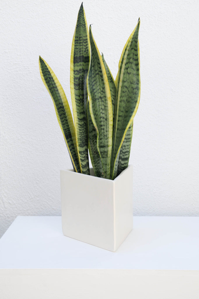 triangle pot plant WHITE TRIANGLE TABLE POT – Ümlaut Ceramics